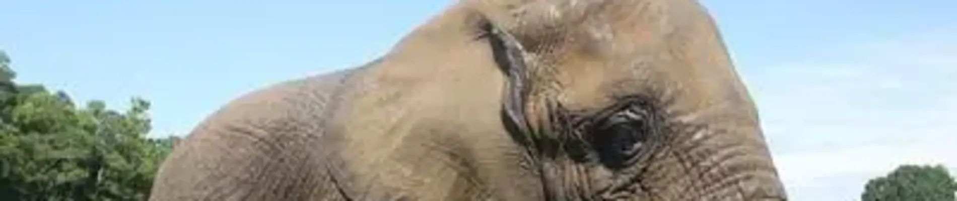 Are Animals Moral Agents?