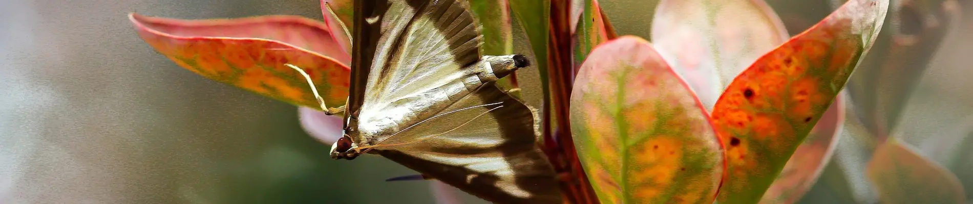 The Role of Consciousness in Evolution