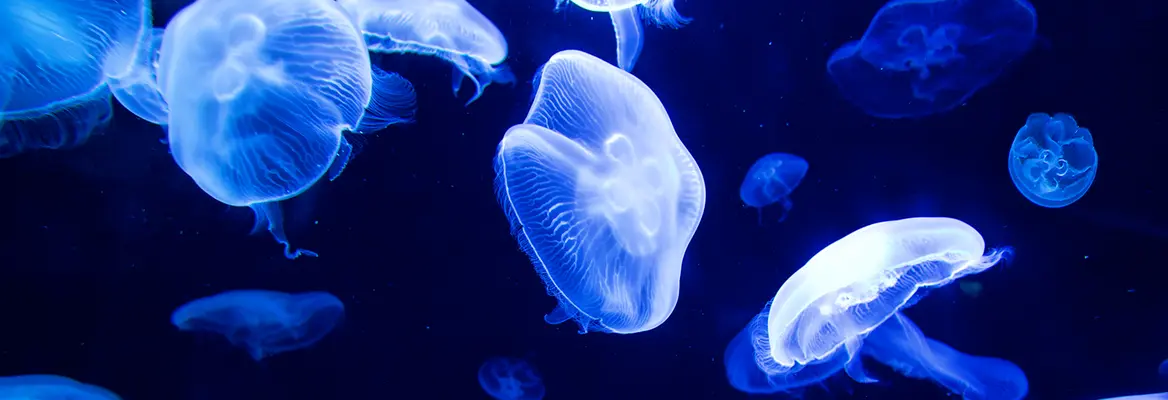life defies the second law of thermodynamics