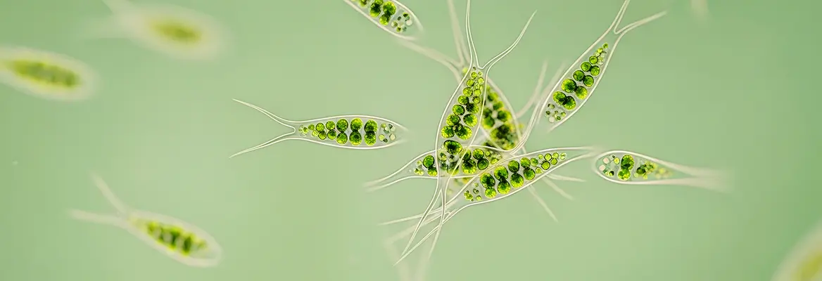 new studies suggest consciousness exists in organisms without brains2