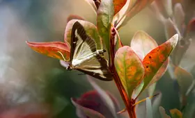 butterfly 7433586 1920