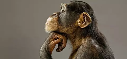 Animals and Philosophy
