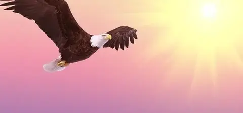 A bald eagle soaring in the sky against a vibrant sunrise with pink and golden hues.
