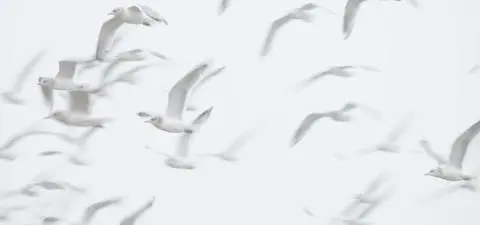 A flock of white birds flying against a pale, cloudy sky, creating a soft, ethereal atmosphere.