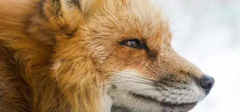 Close-up of a red fox with a thick, orange fur coat and subtle facial features, set against a snowy background.