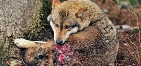 Animal Pain and New Mysticism About Consciousness