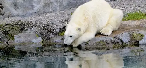 A polar bear crouches by the water's edge, gazing into its reflection on a calm lake, with rocky terrain and greenery in the background.