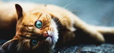 A close-up of a fluffy orange cat lounging on a textured surface, with striking blue eyes and long whiskers.