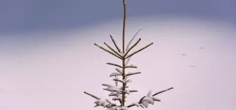 A small evergreen tree lightly dusted with snow, set against a soft, blurred blue and white winter background.