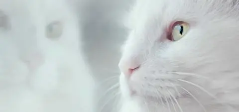 Does Consciousness Come in Degrees?