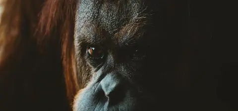 Close-up of an orangutan's face, showcasing its expressive eyes and detailed facial features against a dark background.