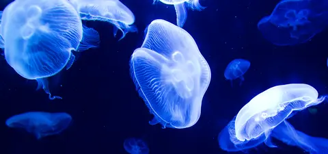 life defies the second law of thermodynamics