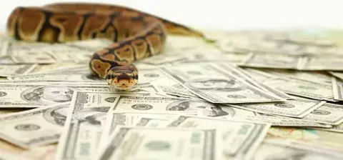 A ball python rests atop a pile of scattered dollar bills, creating a striking contrast between the snake and the money.