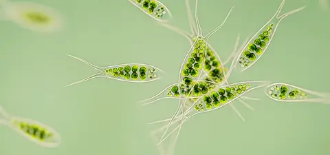 new studies suggest consciousness exists in organisms without brains2