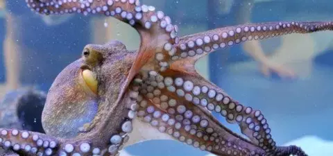 A close-up of an octopus swimming gracefully in an aquarium, showcasing its vibrant colors and complex tentacles against a blurred background.