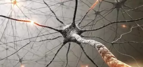 Morality, Neuro-myths, and the Spurious Seduction of Evolutionary Ethics