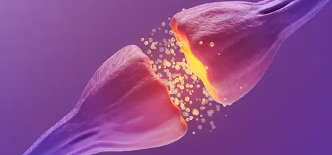 studies on animal minds suggest consciousness is not computation