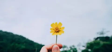 A hand holding a single yellow flower against a cloudy sky, with green hills in the background.