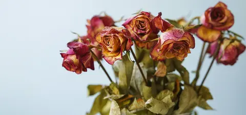 time to give up on the falling in love fairytale2