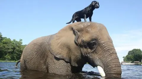 Are Animals Moral Agents?
