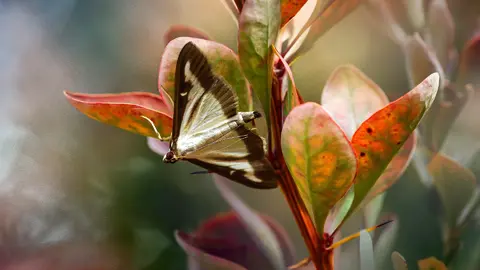 The Role of Consciousness in Evolution