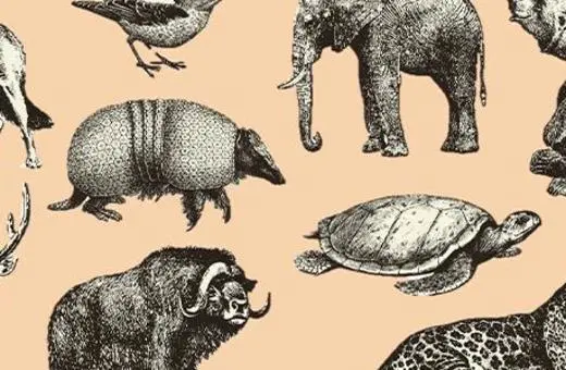 A collage of various animals including an elephant, bear, turtle, deer, and a leopard, illustrated in a vintage style on a beige background.