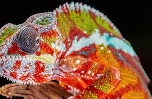 A vibrant, colorful chameleon perched on a branch, showcasing its intricate patterns and textures against a dark background.