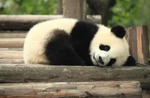 A resting giant panda curled up on wooden logs in a natural habitat.