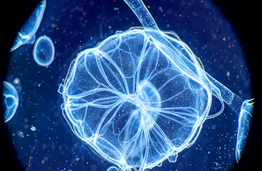 consciousness is biologys biggest blunder3
