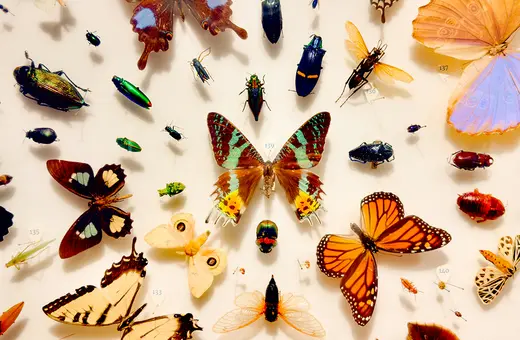 evolution beyond genes