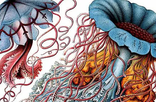 Detailed illustration of a jellyfish and its anatomy, showcasing vibrant colors and intricate structures of tentacles and body.