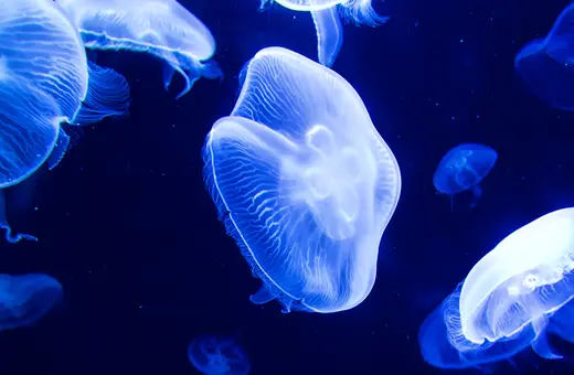 life defies the second law of thermodynamics