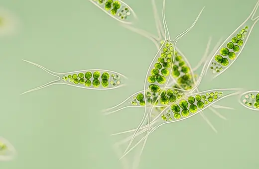 new studies suggest consciousness exists in organisms without brains