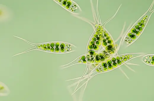 new studies suggest consciousness exists in organisms without brains2