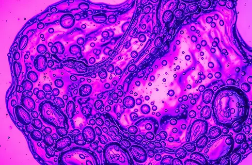 new studies suggest unique state of matter gives rise to living organisms