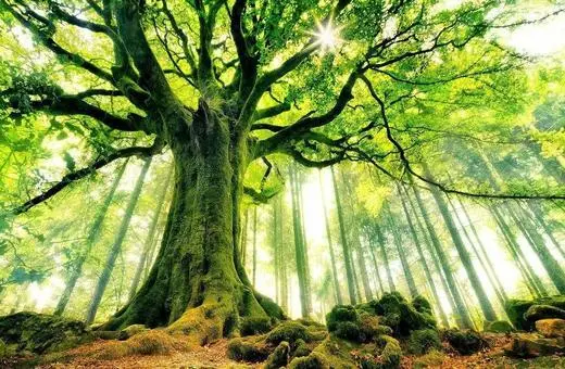 A large, majestic tree with a thick trunk and expansive green leaves stands in a sunlit forest, surrounded by a serene, lush landscape.