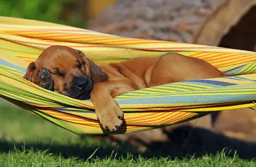 A relaxed brown dog sleeping comfortably in a colorful hammock, surrounded by green grass and natural scenery.